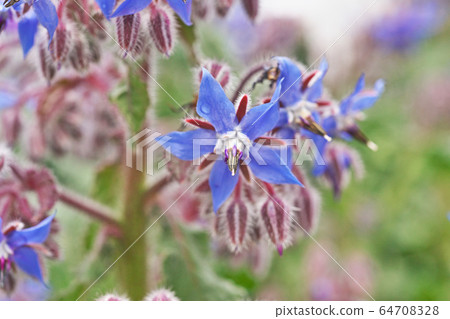 Blue borage flower 64708328