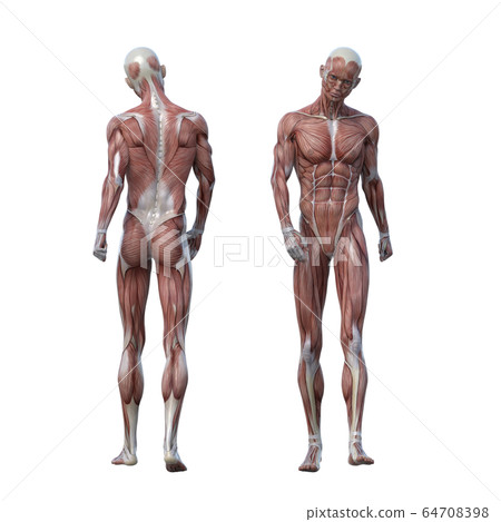 Male Anatomy Muscle 3dcg Illustration Material Stock Illustration 64708398 Pixta