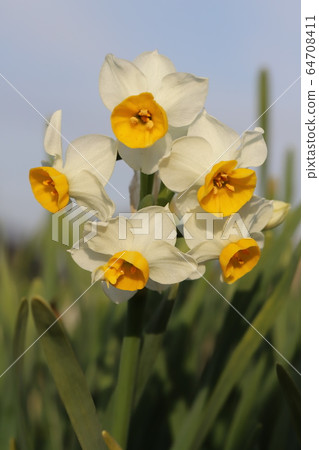 White flower of fuscata 64708411