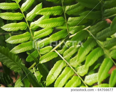 blur organic green plant leaves shallow depth of field under natural sunlight and dark environment in home garden outdoor for peaceful mood backdrop or background blur organic green plant leaves shallow depth of field under natural sunlight and dark environment in home garden outdoor for peaceful mood backdrop or background 64708677