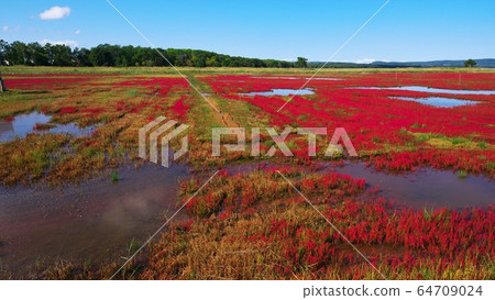Coral grass of Lake Notori Coral grass of Lake Notori 64709024