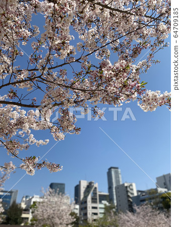 Spring park 64709185