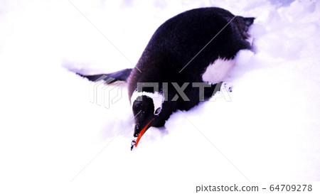 Gentoo penguin walk in the snow 64709278