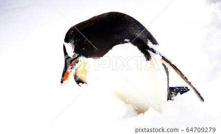 Gentoo penguin walk in the snow 64709279