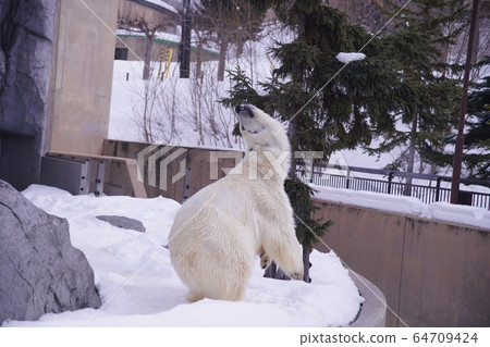 在丸山動物園很受歡迎 64709424