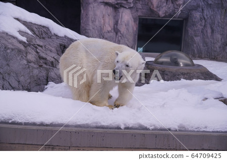 Popular in Maruyama zoo 64709425