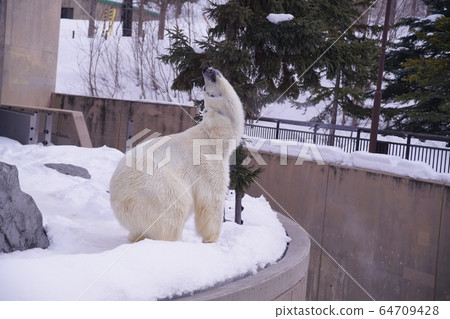 在丸山動物園很受歡迎 64709428