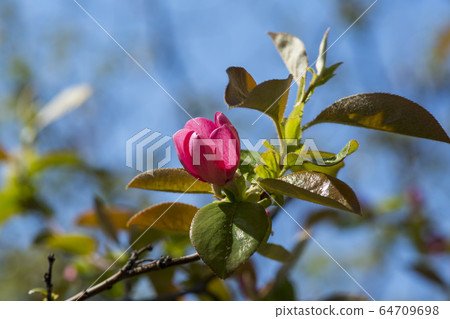 Quince tree Quince tree 64709698