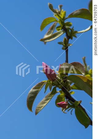 Quince tree Quince tree 64709703