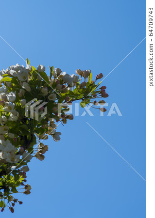Flower apple Flower apple 64709743