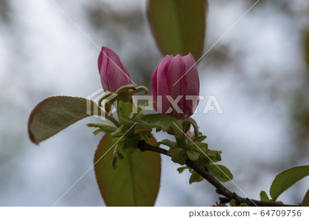 Quince tree Quince tree 64709756