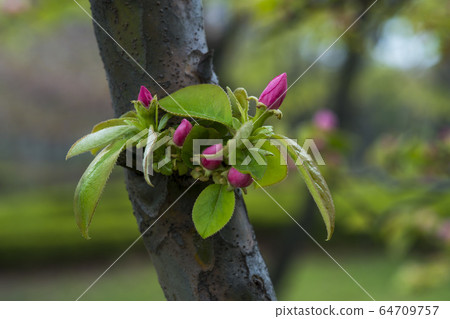 Quince tree Quince tree 64709757