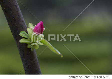 Quince tree Quince tree 64709759