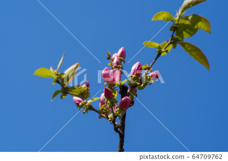 Quince tree Quince tree 64709762