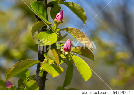 Quince tree Quince tree 64709765