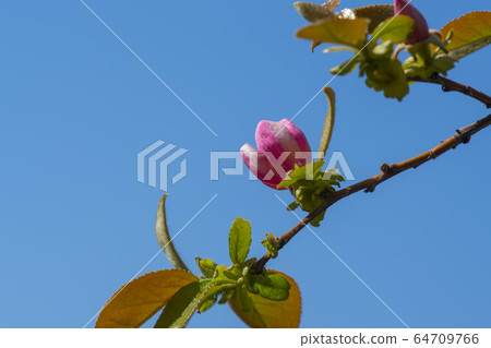 Quince tree Quince tree 64709766