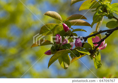 Quince tree 64709767