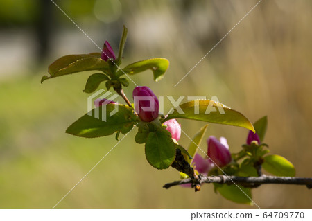 Quince tree 64709770