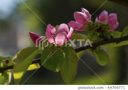Quince tree Quince tree 64709771