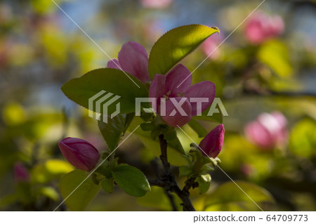 Quince tree Quince tree 64709773