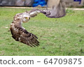 飛行的鳳頭鷹 64709875