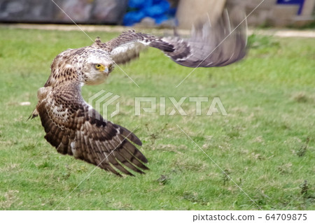 飛行的鳳頭鷹 飛行的鳳頭鷹 64709875