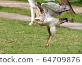 飛行的鳳頭鷹 64709876