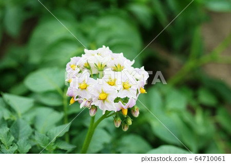 Flowers of potato 64710061