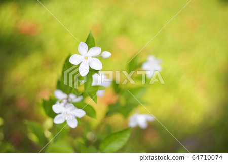 White Coral swirl flower with green background 64710074