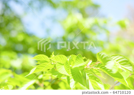 Fresh green leaves of cherry blossoms 64710120