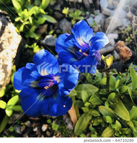 鮮花盛開在北極圈 鮮花盛開在北極圈 64710280