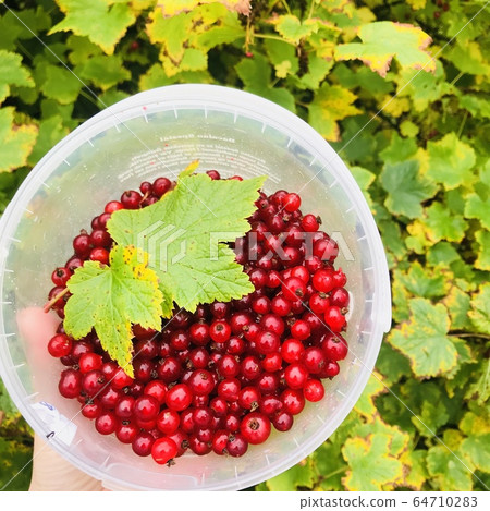 Red currant harvest / berry system Red currant harvest / berry system 64710283