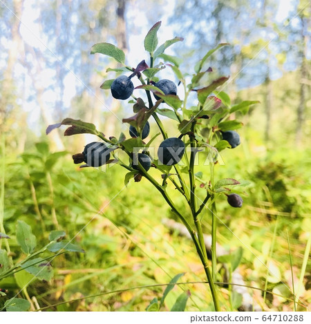 blueberry blueberry 64710288