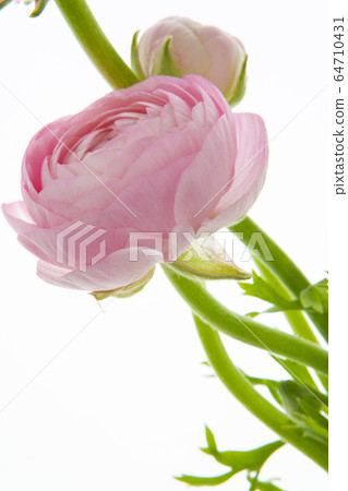 盧蓮華,母親節,感情,盧蓮華,母親節,愛情,毛But花, 盧蓮華,母親節,感情,盧蓮華,母親節,愛情,毛But花, 64710431