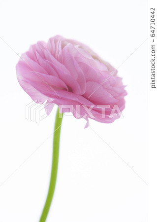 Lu Lianhua, Mother's Day, Affection, Lu Lianhua, Mother's Day, Love, Buttercup flower, 64710442