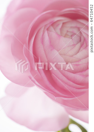 盧蓮華,母親節,感情,盧蓮華,母親節,愛情,毛But花, 盧蓮華,母親節,感情,盧蓮華,母親節,愛情,毛But花, 64710452