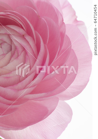 盧蓮華，母親節，感情，盧蓮華，母親節，愛情，毛But花， 64710454