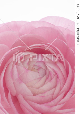 盧蓮華，母親節，感情，盧蓮華，母親節，愛情，毛But花， 64710455