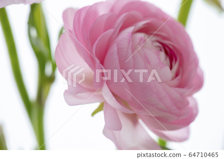 盧蓮華，母親節，感情，盧蓮華，母親節，愛情，毛But花， 64710465