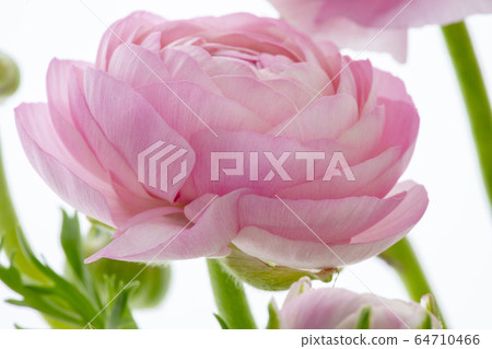 盧蓮華，母親節，感情，盧蓮華，母親節，愛情，毛But花， 64710466