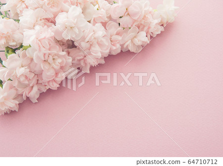 Pink spray carnation 64710712
