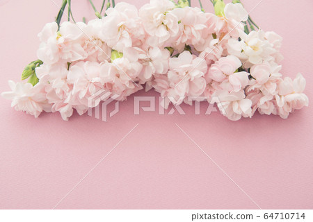 Pink spray carnation 64710714