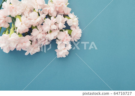 Pink spray carnation 64710727