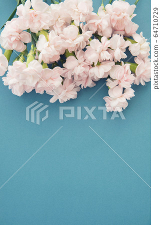 Pink spray carnation 64710729