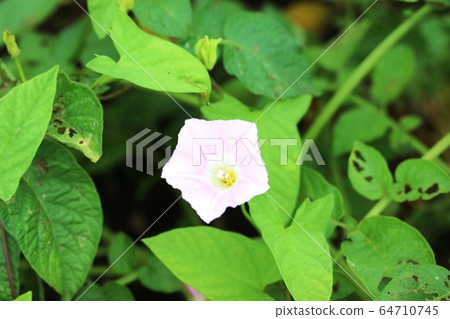野生植物(白天) 野生植物(白天) 64710745