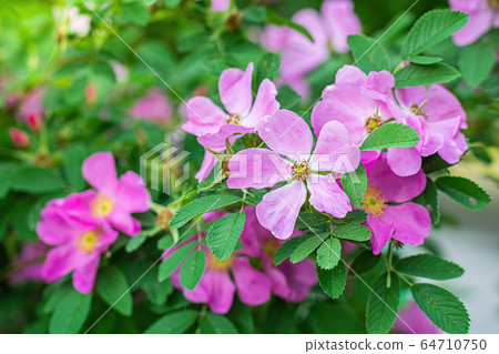 Blooming pink wild rose spring day Blooming pink wild rose spring day 64710750