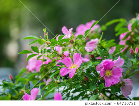 Blooming pink wild rose spring day Blooming pink wild rose spring day 64710751