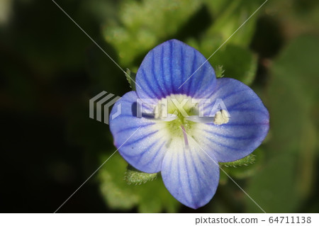 Blue flower Blue flower 64711138
