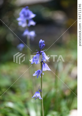 Tsurigane瑞士 Tsurigane瑞士 64711146