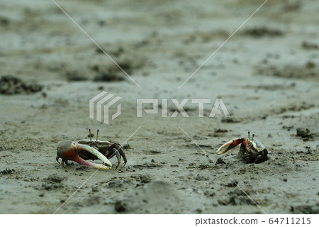 Tidal flats are alive. 64711215